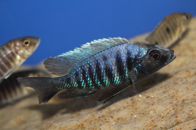 Copadichromis parvus 'Metangula'